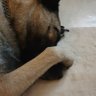 Hundemutti profil fotoğrafı