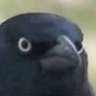 Crow's profile picture