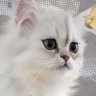Lil 的头像