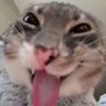 seheryildizi's profile picture