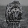 LionKing's profile picture