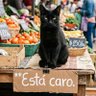 Gato Negro 的头像