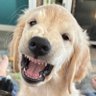 Profilbild von 🧑🧑🧒jaragon🦮🐕🦺🐈⬛