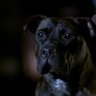 GhostDog profil fotoğrafı