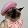 Gatinha Feliz profil fotoğrafı