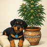 beans cannibis 的头像