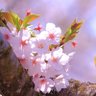 まるぽん🌸🎧️ 的头像