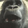 Rabid Gorilla 的头像