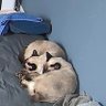 かめさん's profile picture