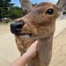 Фото профиля 迷惑オッさんと移民が嫌い