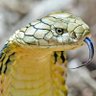 King Cobra's profile picture