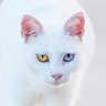 猫島ありのまま【公式】🐈🏝️(旧:熊日デジタル)'s profile picture