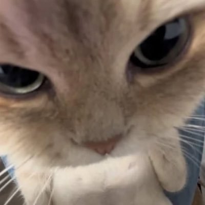 욧티's profile picture