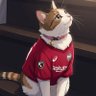 あぐー🐮 ⭐⭐⭐⭐🌟's profile picture