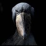 Profilbild von IdunnoPato