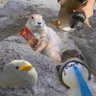 ぷれーりーどっぐ🍀🐿️͟͟͞͞=💨 的头像