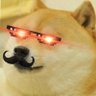 ひげ@犬's profile picture
