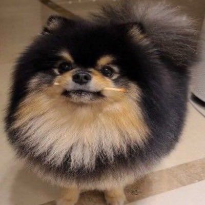 คุณถังแก๊สอ้วนฟู •̀ㅅ•́ 🐾's profile picture