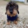 fishy and chips's profile picture
