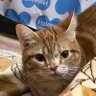 トラン's profile picture