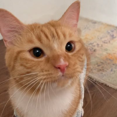 Sam 🦖's profile picture