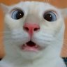 swagger's profile picture