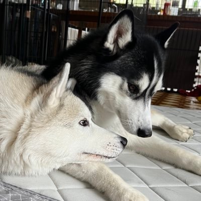 🩶リュカとヒース🖤's profile picture