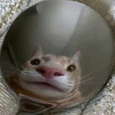 랑코's profile picture