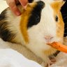 Profilbild von 丸まったもるもっと。まるも。