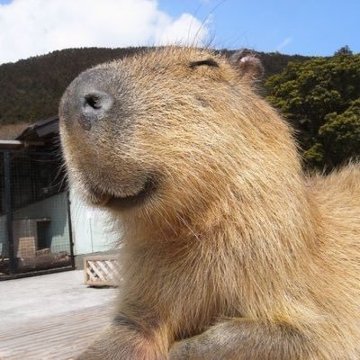 카피바라 아카이브's profile picture