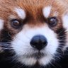 ちーまる 的头像