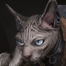 merc's profile picture