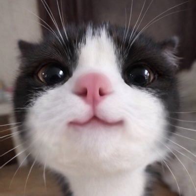 모또's profile picture