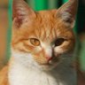 チヤシエまたねこ profil fotoğrafı