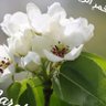 Фото профиля سرَّاء☀️