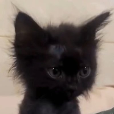 히키고라니୨ৎ's profile picture