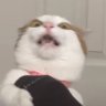 Profilbild von Catmon