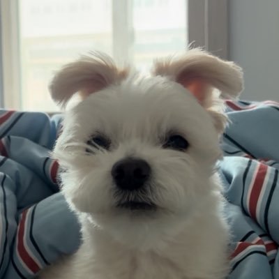 강아지's profile picture