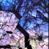 TripleGoy (Unpoor Arc)'s profile picture