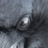 corvus 的头像
