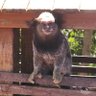 Callithrix's profile picture