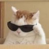 Profilbild von Sting