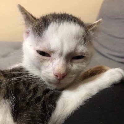 LiterallyMeCats's profile picture