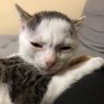 LiterallyMeCats's profile picture