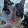 Profilbild von Novacat