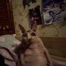 Profilbild von the cat that stares