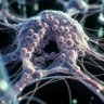 Synapses's profile picture