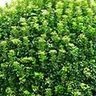 shrubbush profil fotoğrafı