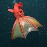 Profilbild von 地獄の吸血イカ🦑Vampyroteuthis infernalis