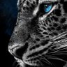 Profilbild von commander1